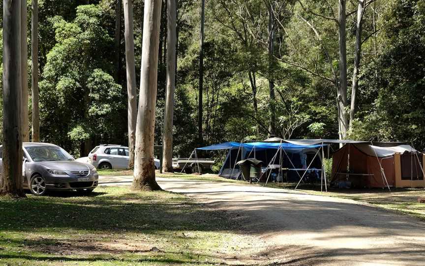 Chichester State Forest - Telegherry River, Upper Allyn, NSW