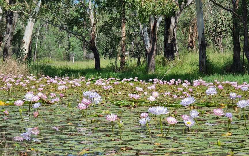 Chinaman's Lagoon, Miles, QLD