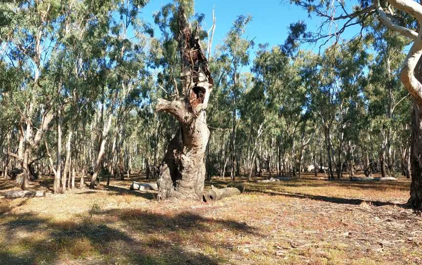 Barmah National Park, Barmah, VIC