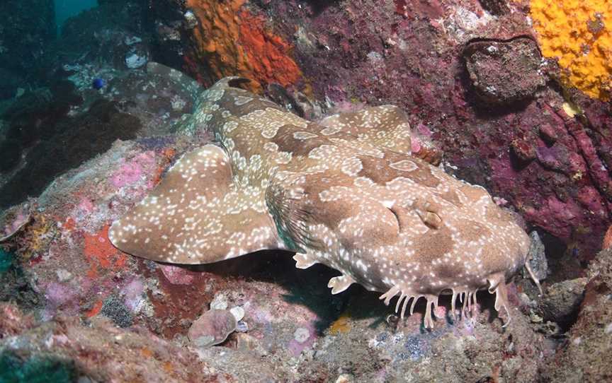 Hanging Rock Dive Site, Mooloolaba, QLD