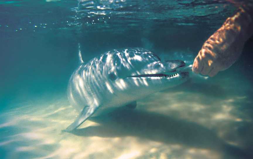 Tangalooma Wild Dolphin Feeding, Moreton Island, QLD