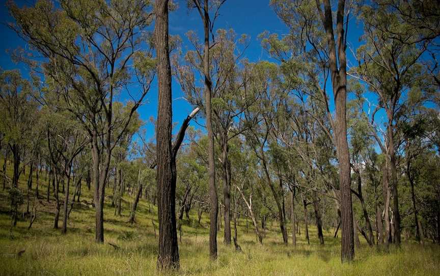 Mount Moffatt,  Carnarvon National Park, Carnarvon National Park, QLD