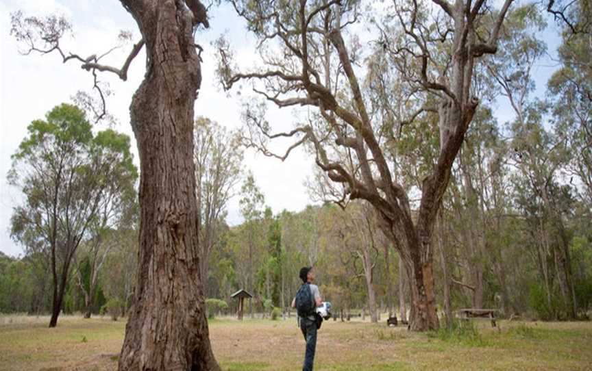 Moolarben picnic area, Munghorn, NSW