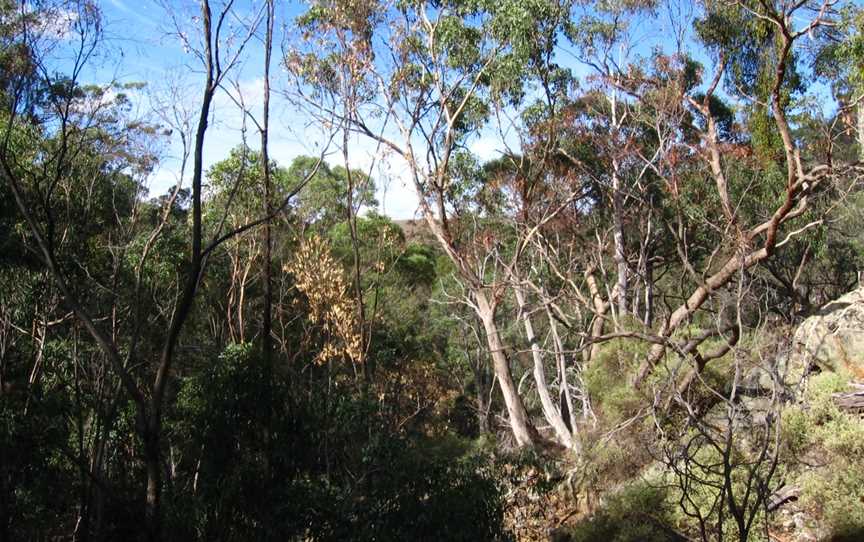 Werribee Gorge State Park, Pentland Hills, VIC