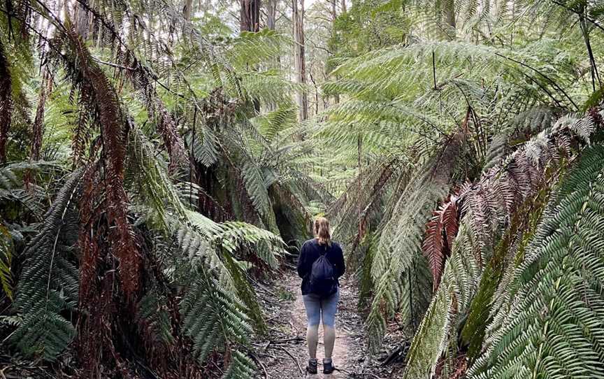 Myrtle Gully Circuit, Toolangi, VIC