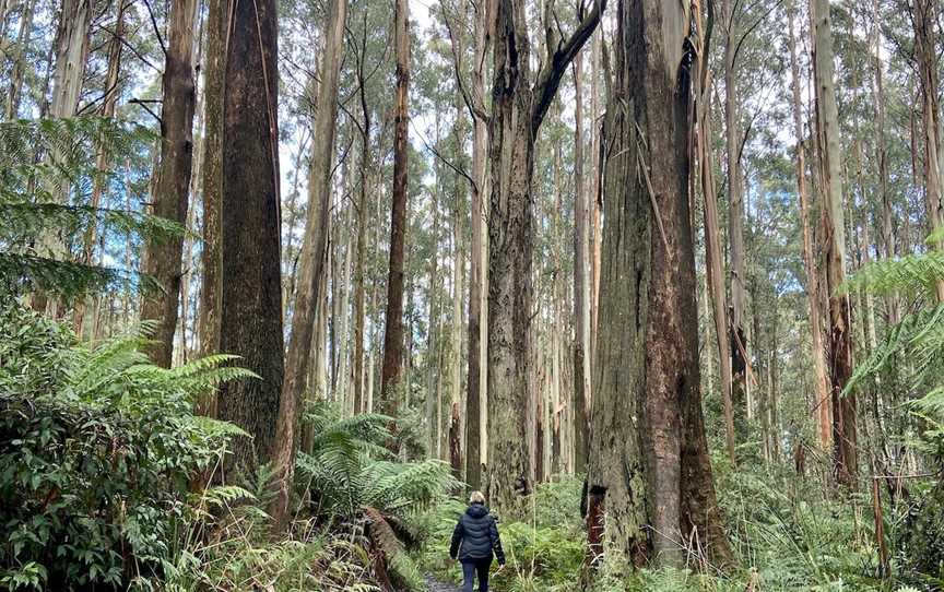 Myrtle Gully Circuit, Toolangi, VIC