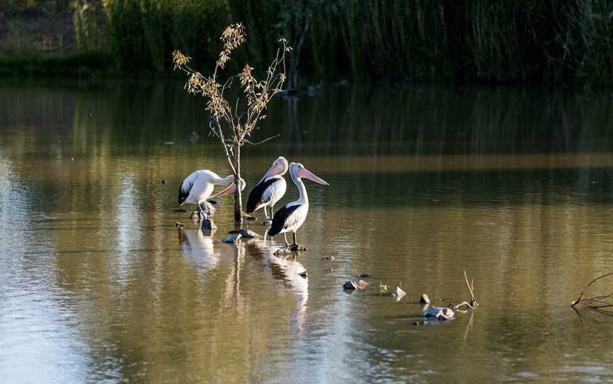 Birdwatching in Narrandera, Narrandera, NSW