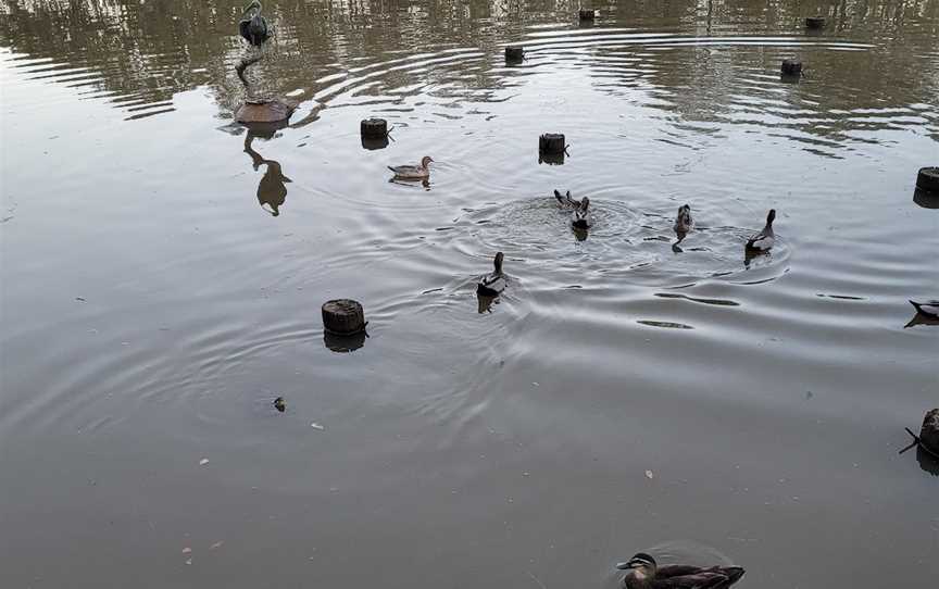 Fay Smith Wetlands, Maryborough, QLD