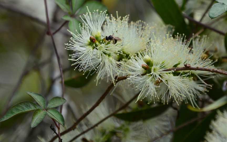 Fay Smith Wetlands, Maryborough, QLD