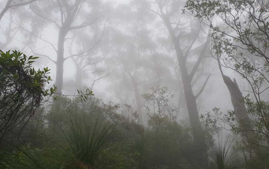 Corn Trail Walking Track, Buckenbowra, NSW