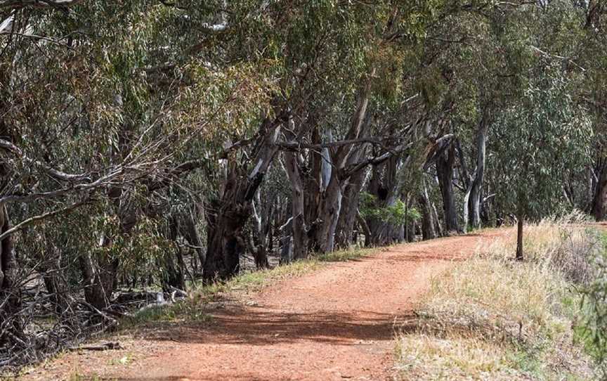 Narrandera Flora and Fauna Reserve, Narrandera, NSW