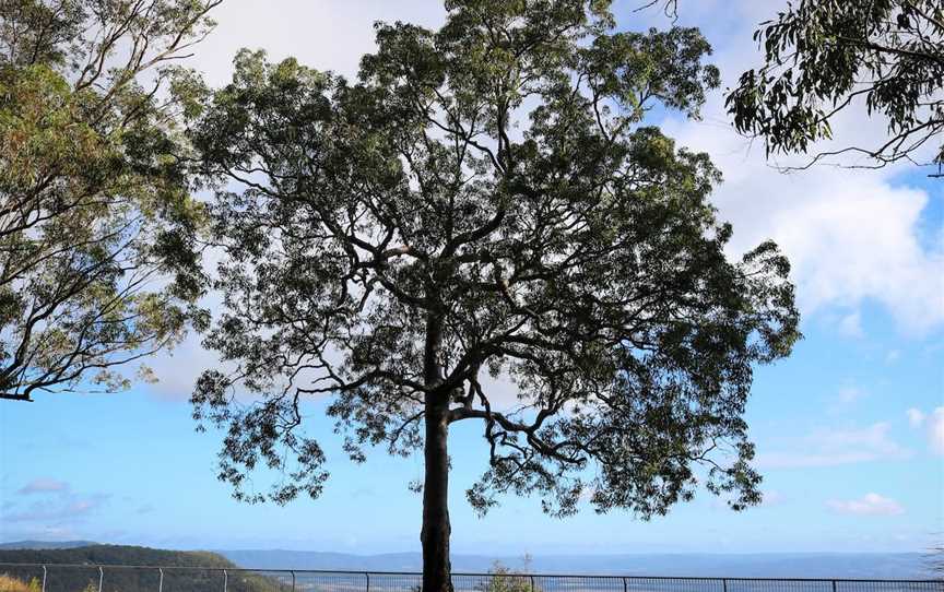 State Forests of the Watagan Mountains, Wyong, NSW