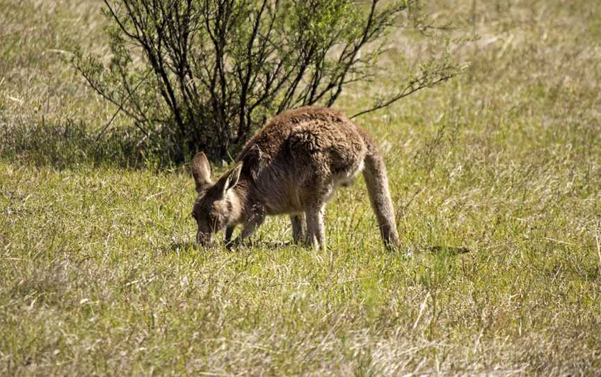 Tidbinbilla Nature Reserve, Paddys River, ACT