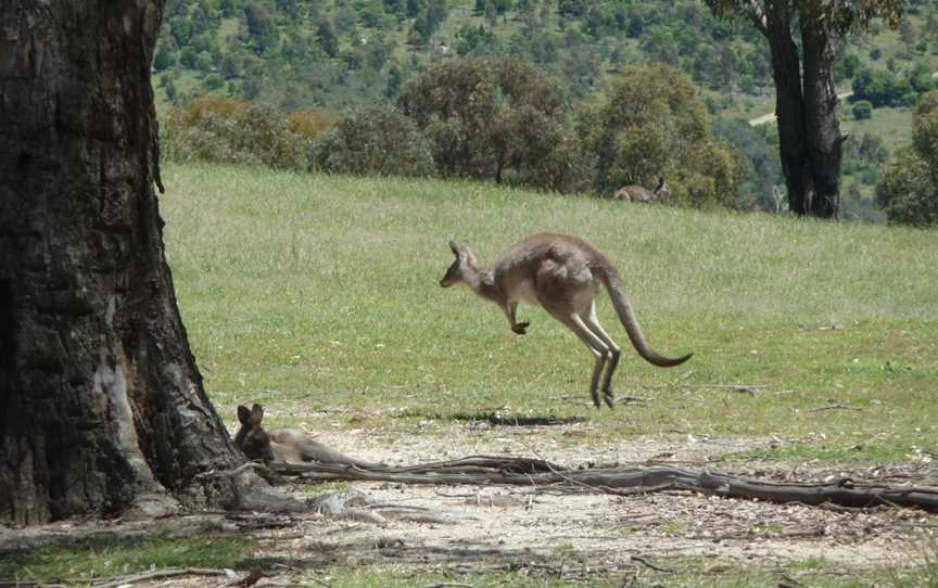 Tidbinbilla Nature Reserve, Paddys River, ACT