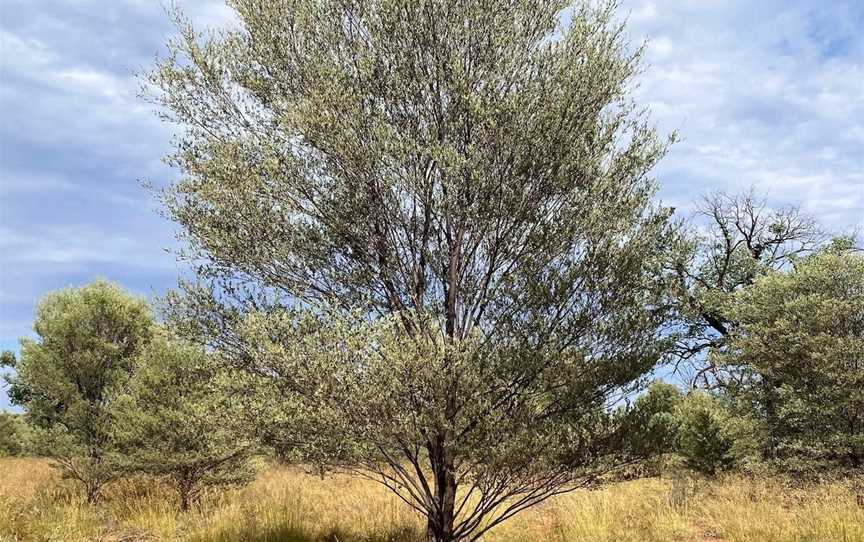 Charleville Botanic Reserve, Charleville, QLD