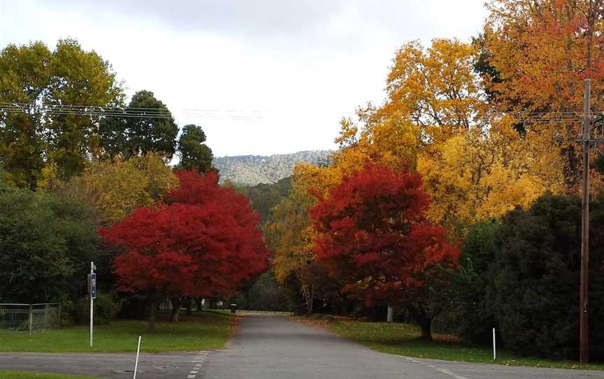 Jamieson Significant Trees, Jamieson, VIC