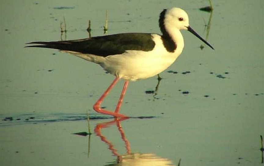 Fivebough Wetlands, Leeton, NSW