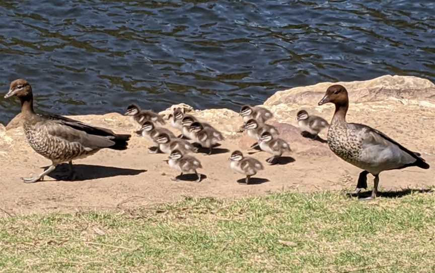 Fitzpatrick Park, Picnic Point, NSW