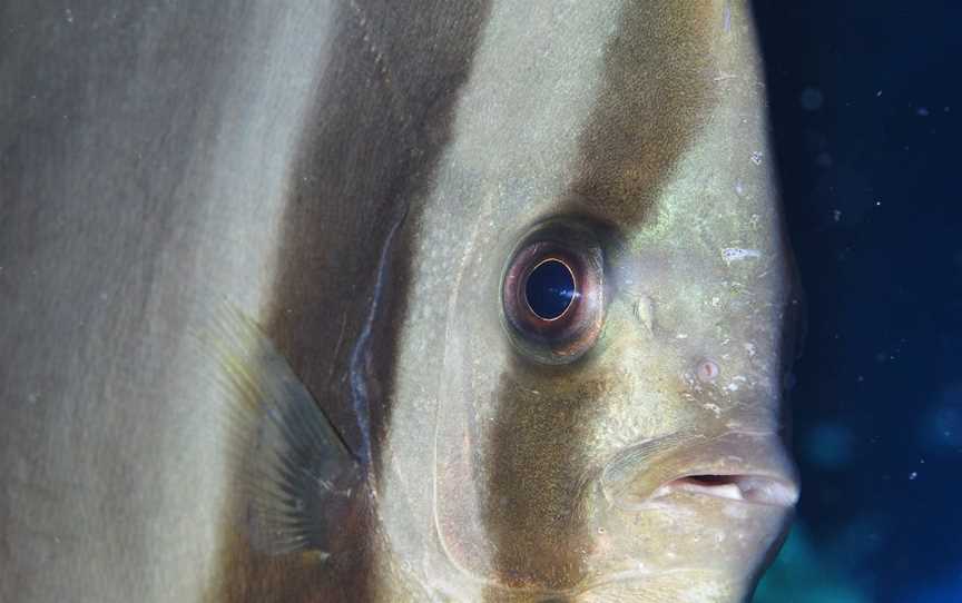 Tijou Reef Dive Site, Port Douglas, QLD