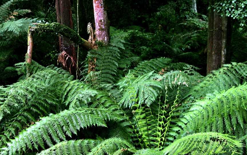 Alfred National Park, Cann River, VIC