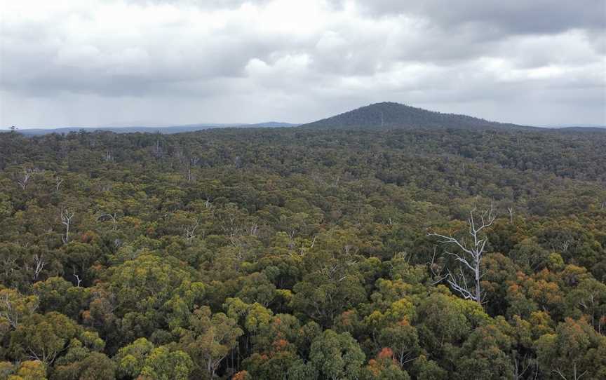 Alfred National Park, Cann River, VIC