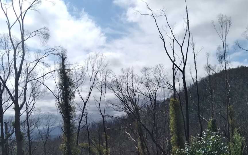 Alfred National Park, Cann River, VIC