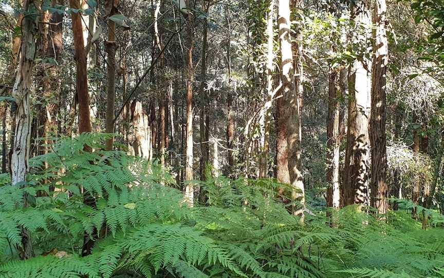 Dalrymple-Hay Nature Reserve, Pymble, NSW