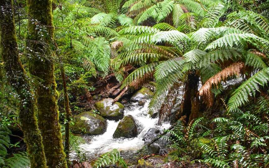 Yarra Ranges National Park, Reefton, VIC