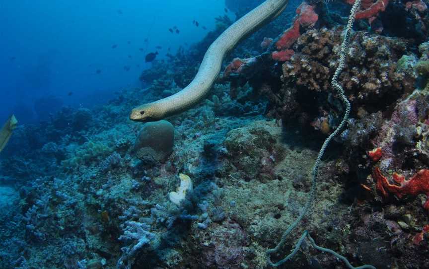 Two Towers Dive Site, Cairns City, QLD