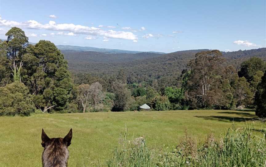 Mount Dandenong Arboretum, Mount Dandenong, VIC