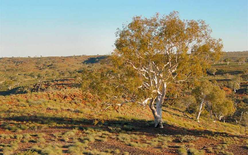 Millstream Chichester National Park, Roebourne, WA