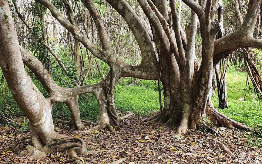 Five Islands Walking Track, Saltwater, NSW