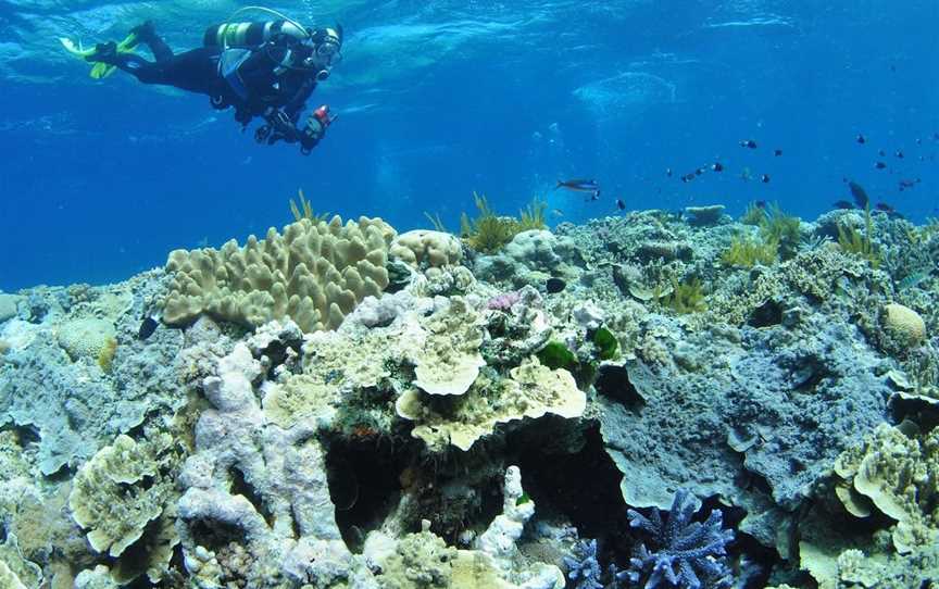 Southern Small Detached Reef Dive Site, Cairns City, QLD