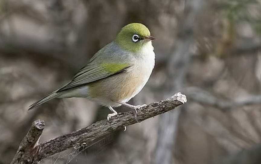 Germein Reserve, Port Macdonnell, SA