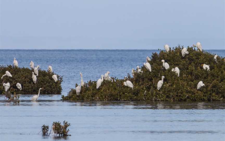 Adelaide International Bird Sanctuary National Park - Winaityinaityi Pangkara, St Kilda, SA