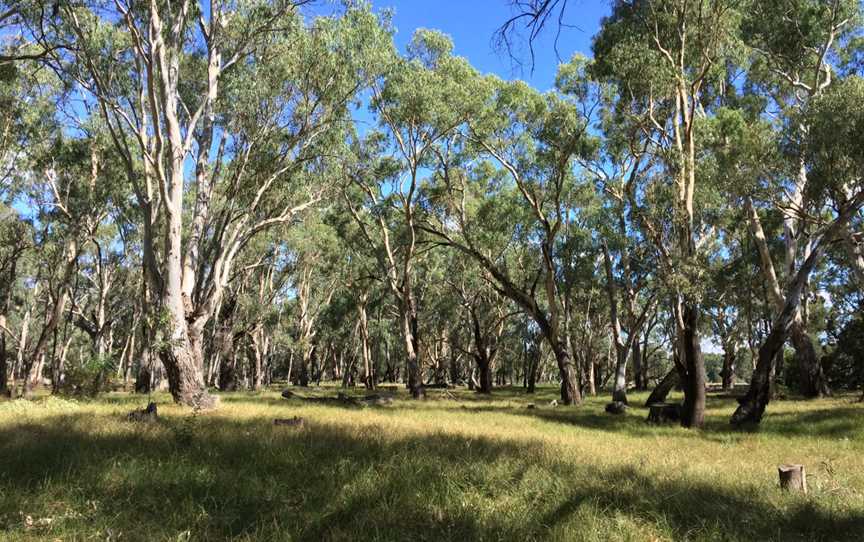 Murrumbidgee Valley National Park, Yanga, NSW