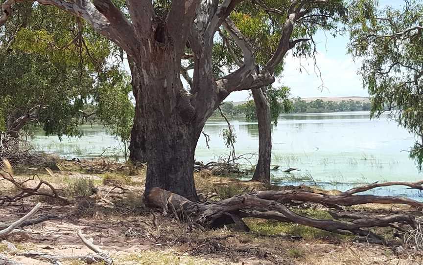 Lake Cowal, Lake Cowal, NSW