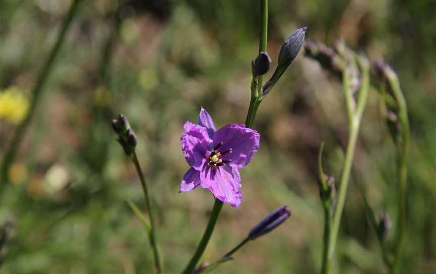 Swainsona Reserve, West Wodonga, VIC