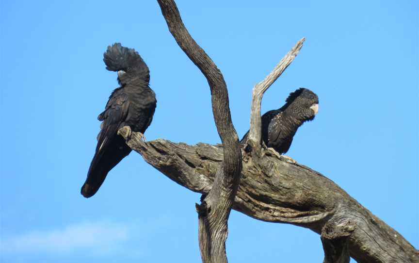 Coalseam Conservation Park, Mingenew, WA