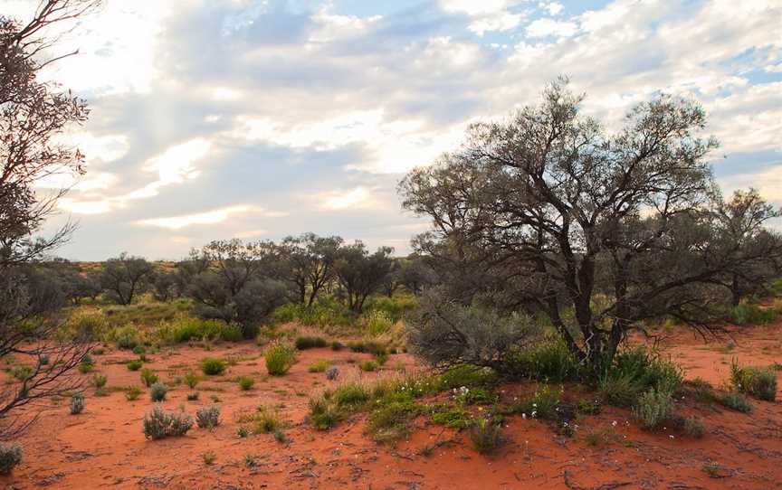 Munga-Thirri - Simpson Desert Conservation Park and Regional Reserve, Oodnadatta, SA