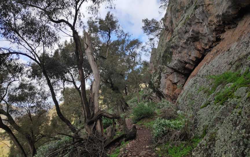 The Rock Nature Reserve - Kengal Aboriginal Place, The Rock, NSW