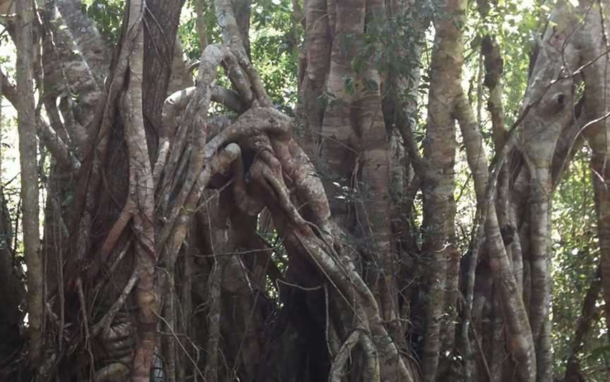 The Airlie Creek Track, Airlie Beach, QLD