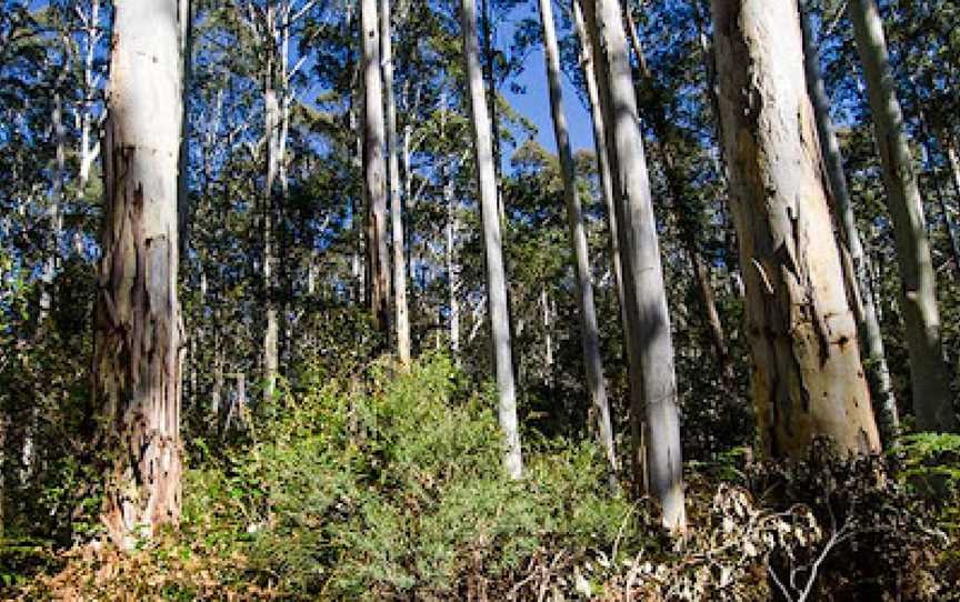 Nattai National Park, Wattle Ridge, NSW