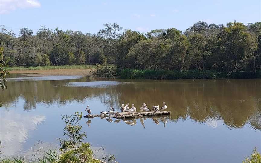 Berrinba Wetlands, Berrinba, QLD