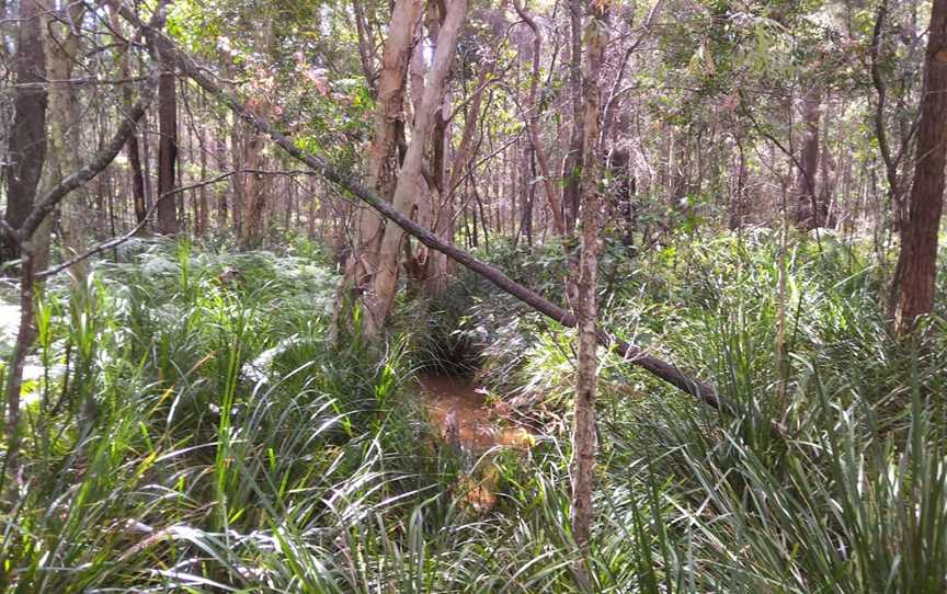 Venman Bushland National Park, Mount Cotton, QLD