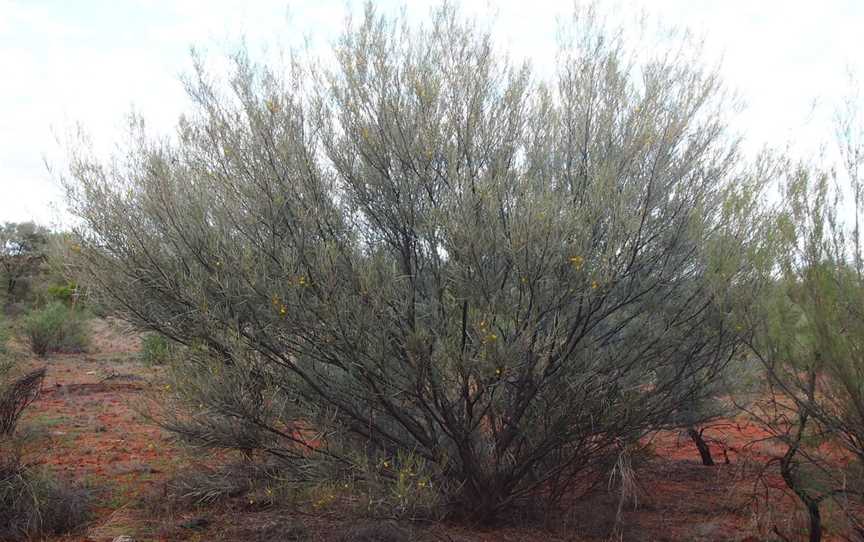 Paroo-Darling National Park, Wilcannia, NSW