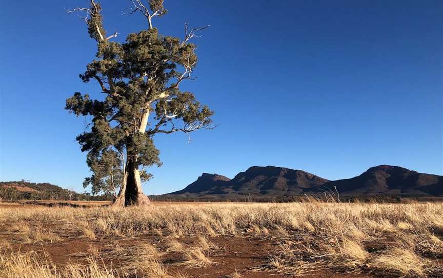 Ikara-Flinders Ranges National Park, Flinders Ranges, SA