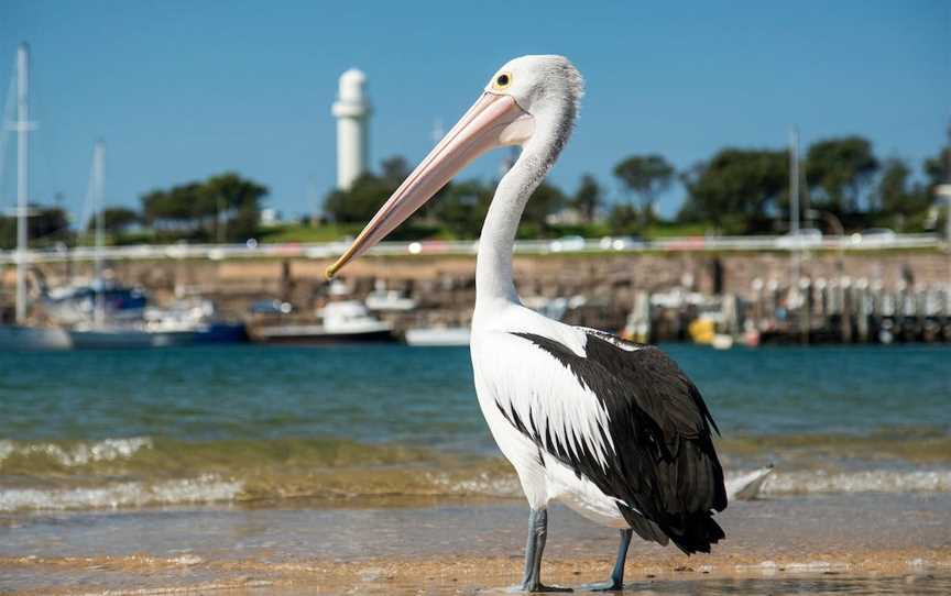 Belmore Basin, Wollongong, NSW