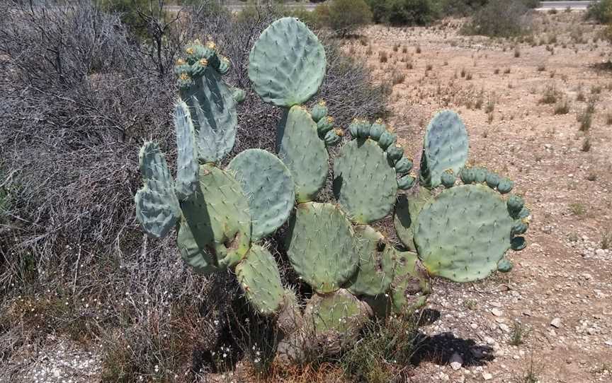 Shell Hill Reserve, Wongulla, SA