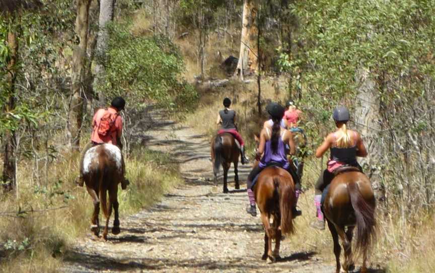 Nerang National Park and State Forest, Nerang, QLD